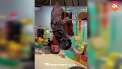 Hilarious Pet Fails Dogs and Cats Doing the Unexpected!