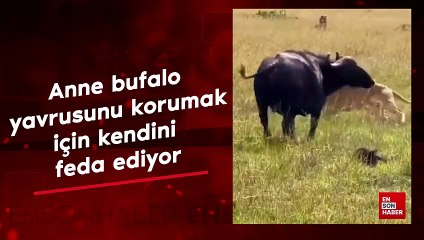 Yavrusunu korumak için kendini feda eden bufalo