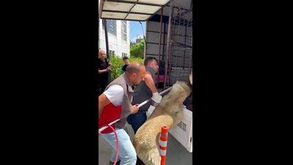 Görüntüler gündem olmuştu! Belediyenin götürdüğü köpek hiçbir yerde bulunamıyor