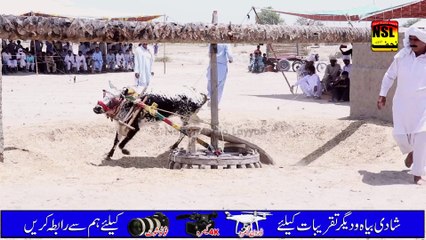 New Mela Baisakhi 2024 | Part 02 | Bull Race In Layyah | Vaisakhi | Punjab Festival | Najaf Studio Official