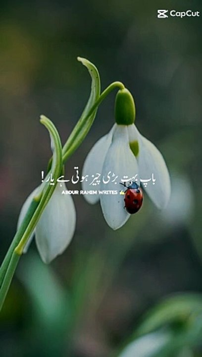 Urdu quotes