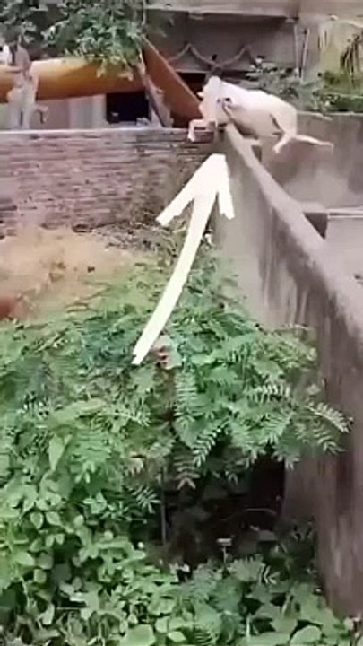 Funny video