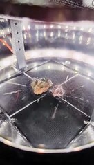 What uranium looks like in a cloud chamber: the visible tracks are mainly alpha particles