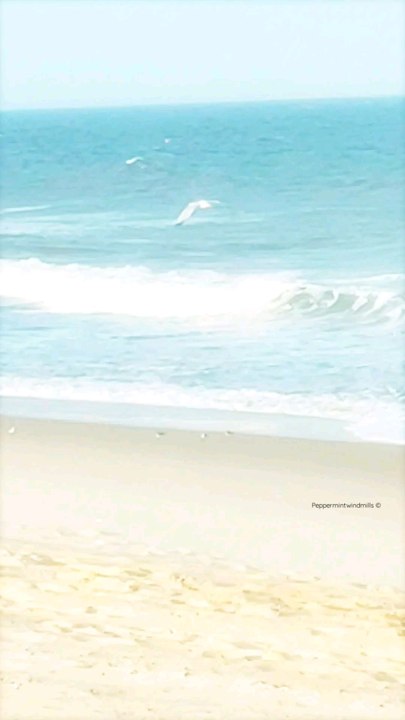 A Seagull flying over the ocean looking for food