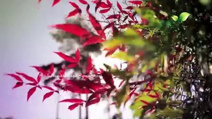 Shukran Ya Rabi Shukran