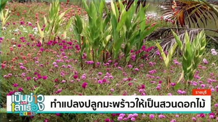 ทำแปลงปลูกมะพร้าวให้เป็นสวนดอกไม้ | เป็นข่าวเล่าเรื่อง | 25 ก.ค. 67 | PART 2