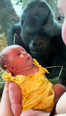 Gorila partilha momento ternurento com recém-nascido. E há vídeo