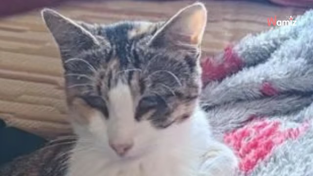 Pour cette petite chatte aveugle trouvée errante, la vie au refuge n'est pas évidente