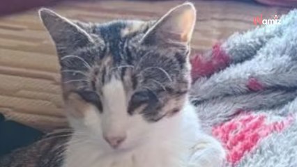 Pour cette petite chatte aveugle trouvée errante, la vie au refuge n'est pas évidente