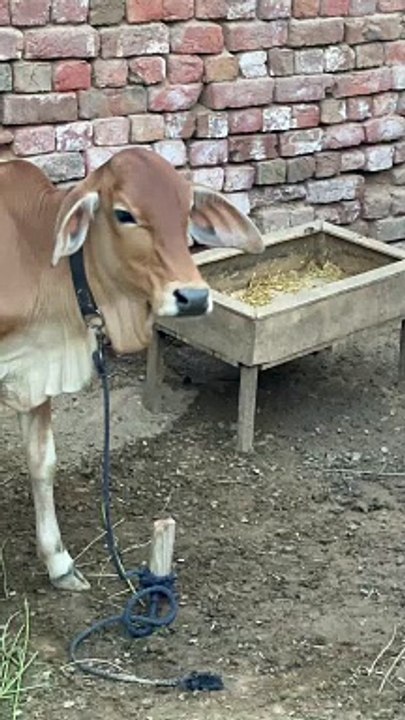 #trending #viral #usa #shortvideo #viralvideos #animals #nature #cow #cowbaby #innocent #petslife