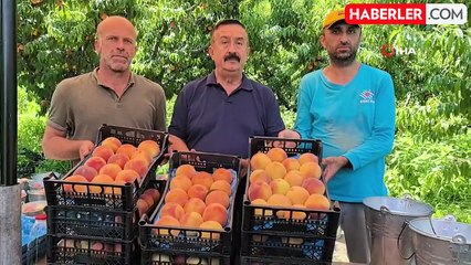 Tescilli Bursa Şeftalisi Hasadı Başladı