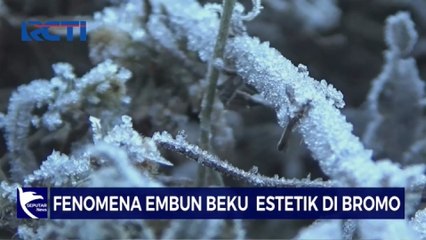 MOMEN LANGKA! Fenomena Embun Beku Estetik di Wisata Bromo