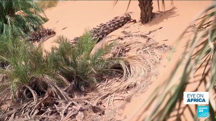 Climate change threatens age-old Mauritania date harvest