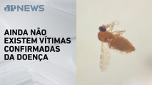 Governo investiga três mortes suspeitas de febre Oropouche