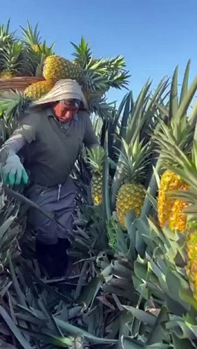 Fruit lovers 