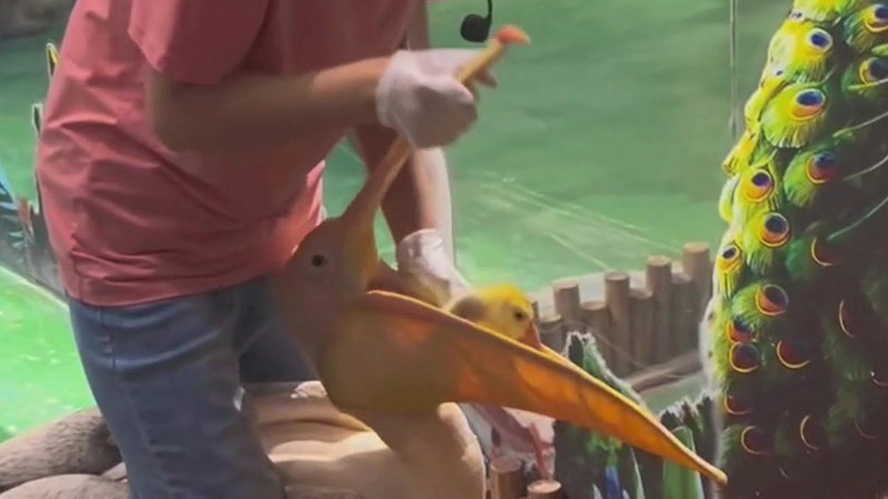 Bizarrer Moment: Ente wird gerettet - aus dem Maul eines Pelikans