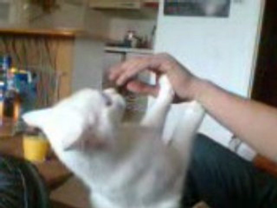chat