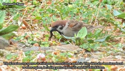 Birdwatchers Rejoice: An Incredible Eurasian Tree Sparrow Video