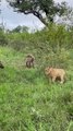 1lion vs Hyena, wildlife photographer #animal #wildlife