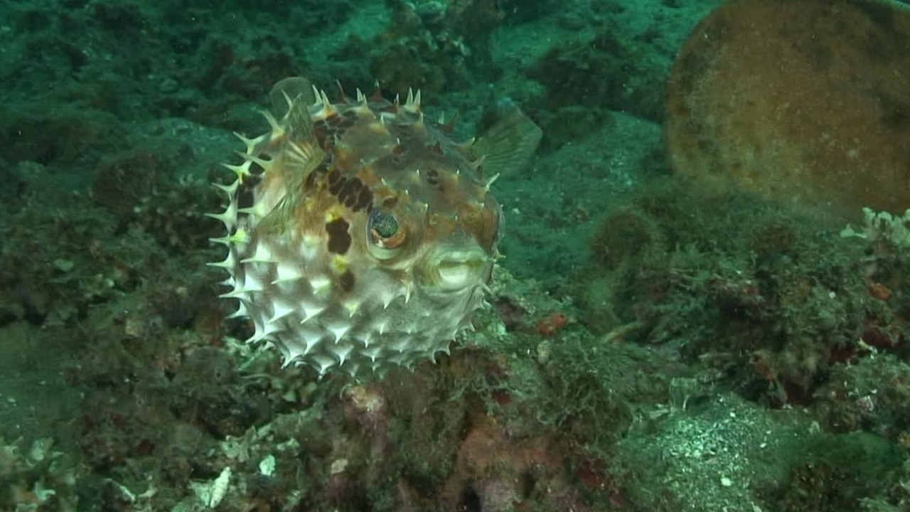 Überraschende Gefahr: Tödlichster Fisch der Welt breitet sich in der Adria aus