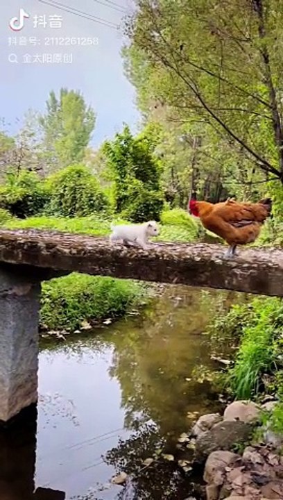 Heartwarming Moment: Puppy's Emotional Reunion with Mom! #Cutepetdebutplan #Dog #金. Puppy Misses Mom: A Golden Reunion
