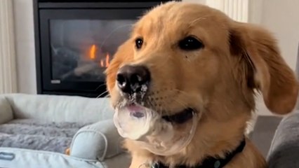 Golden Retriever bekommt ein Eis: Seine Reaktion berührt über 1,5 Millionen Menschen (Video)