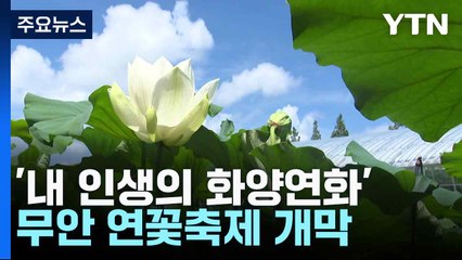 무안 연꽃축제 개막 🌸, 동양 최대 백련 자생지에서 만나는 여름의 화양연화