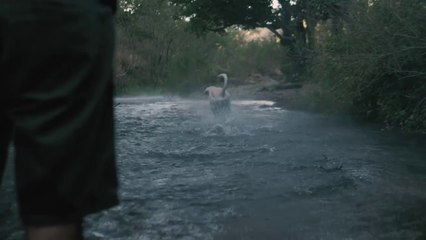 mixkit-dog-catches-a-ball-in-a-river-1494-hd-ready