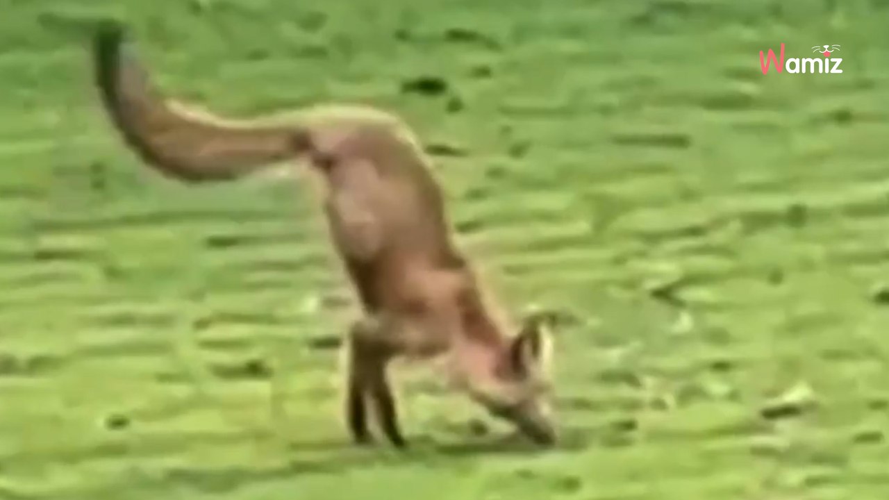 Frau schaut schockiert in den Garten: „Noch nie so etwas Komisches gesehen!“