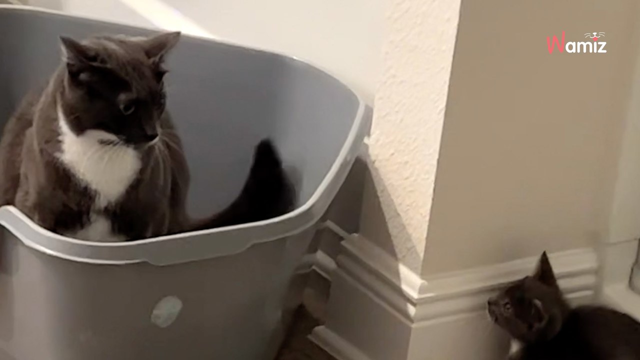 Family's cat meets new kitten; his unexpected reaction leaves everyone laughing