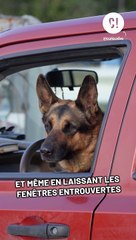 L'été, la saison de tous les dangers pour votre chien ?