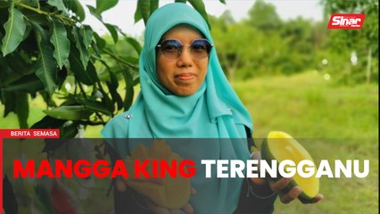 Download Video: Mangga King Terengganu setanding Harum Manis Perlis