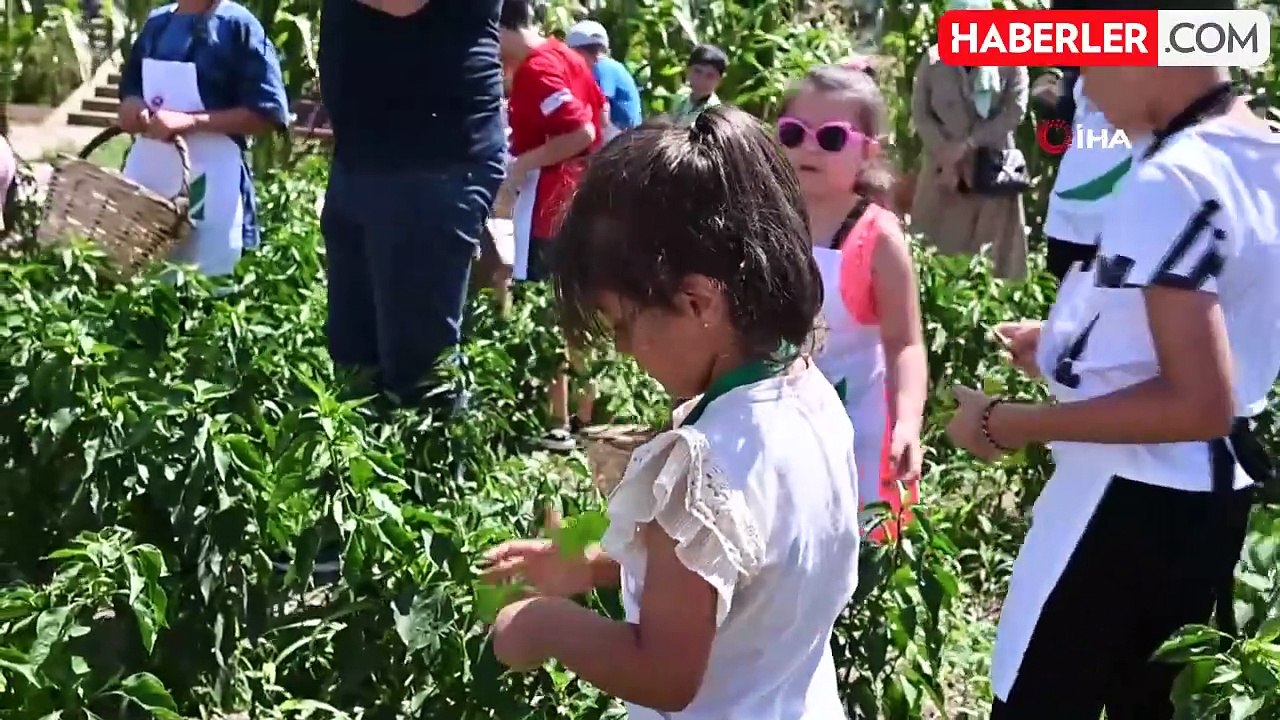 Ayvansaray ve Yedikule Bahçelerinde çocuklar meyve ve sebze hasadına katıldı