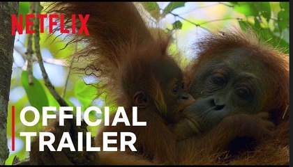 Secret Lives of Orangutans | Official Trailer - Netflix