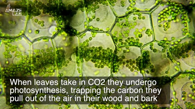 Trees Have Another Major Climate Change Preventing Ability: Study