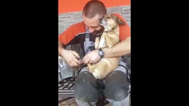 Les griffes de ce chien avaient urgemment besoin d'être coupées