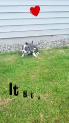 Get a dog though. Seriously ❤️❤️ #shorts #meme #funny