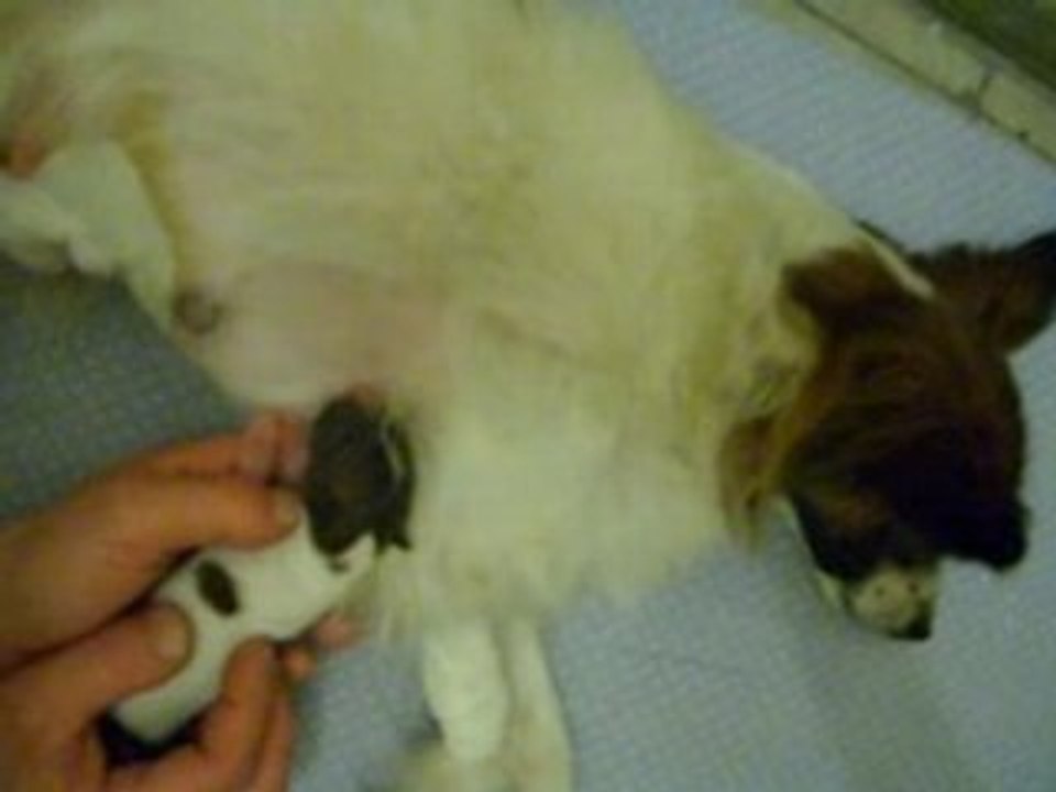 j'ai réussi à lui faire prendre la plus pet