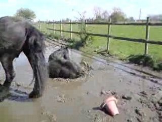 Garuda, qui se roule dans la boue