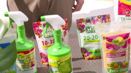 bd-publireportaje-evergreen-250724