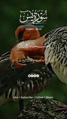 Surah Yaseen Ayat 60-62 Beautiful Tarjuma #islamicstatus