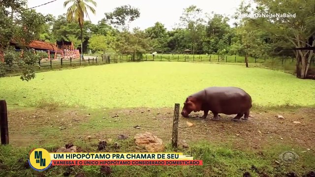 Planeta Incrível mostra os gigantes hipopótamos de Pablo Escobar em viagem pela Colômbia
