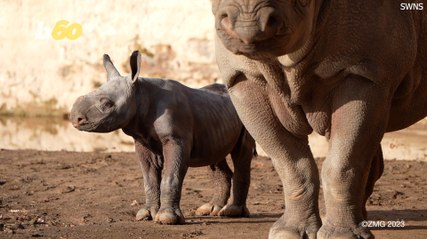 An Adorable Baby Black Rhino Is Born!