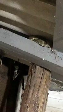 Cobra dormideira é encontrada em telhado de casa em Florianópolis