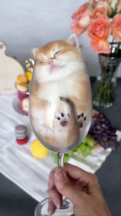 Little cat in glass