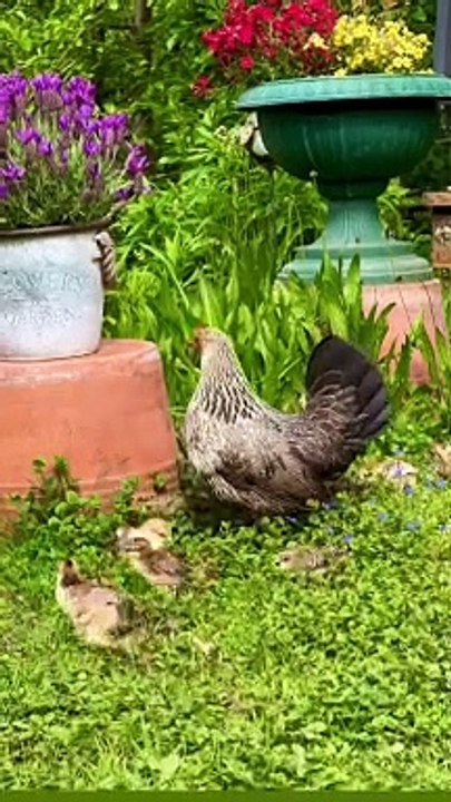 ayam