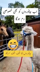 The Lama is trying to clam the horse by blowing on them. 🕊️🐎