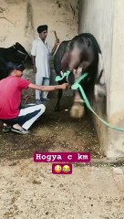 Ehh_ki_hogya_#khambheravlog_#trending_#farming_#punjab_#haryana_#canada_#india_#shorts_#short_#m(360p)