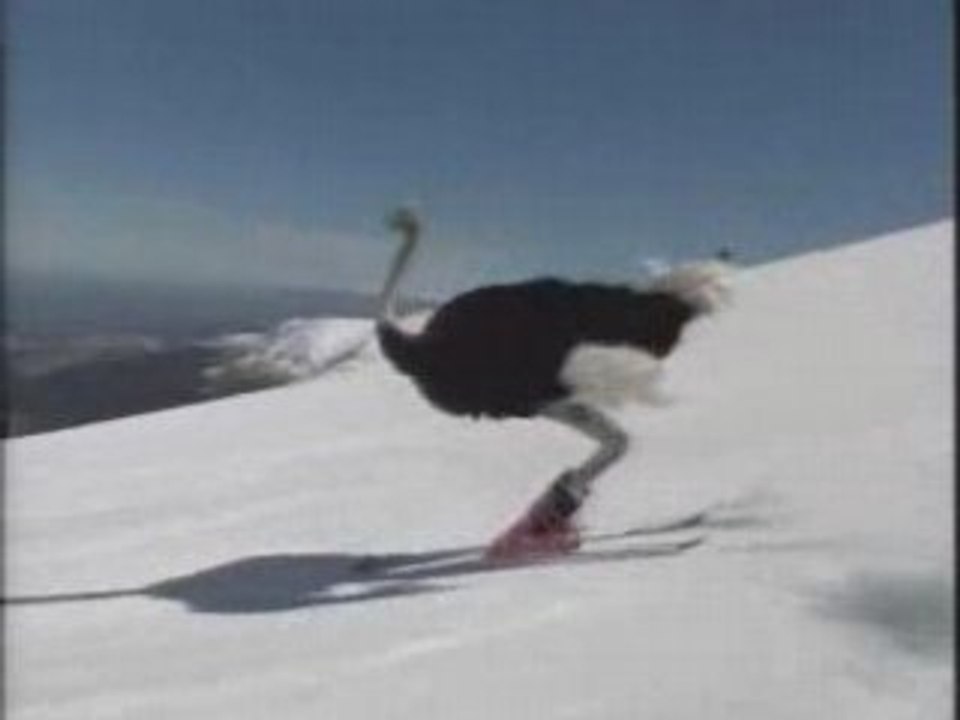 glisse quand les autruche s'y mette