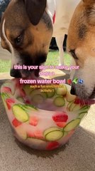 Dogs Enjoy Fruit Ice Bowl
